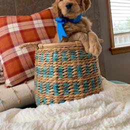 Golden Retriever, Goldendoodle, and Sheepadoodle Puppies from Farmstead 51