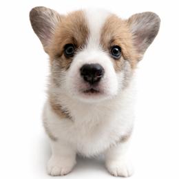 Pumpkin - Red female Pembroke Welsh Corgi puppy in Colbert, Washington from Siclair Crowns Corgis