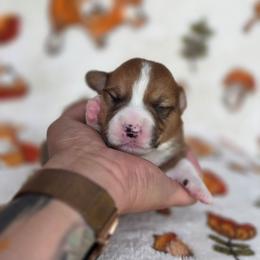 Felix - Sable and white male American Corgi puppy in Tallahassee, Florida from Koko's Korgis