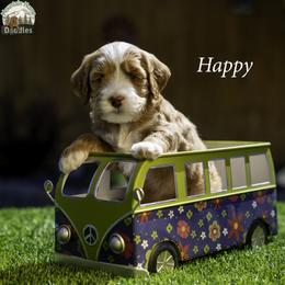 Happy - Apricot male Australian Labradoodle puppy in Cashmere, Washington from Mountain Home Doodles