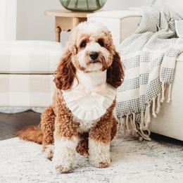 Cozy - Goldendoodle