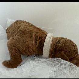 Milly - Red  female Poodle puppy in Cape Coral, Florida from Ruby the poodle