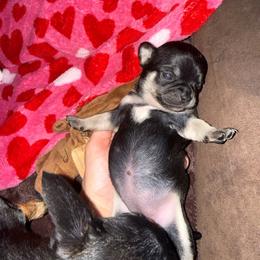 AKC Girl 2 - Black and tan female Chihuahua puppy in Anoka, Minnesota from Anoka County MN AKC Chihuahuas