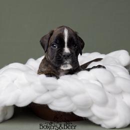 Green - Brindle male Boxer puppy in Catlett, Virginia from Honey and Coal Kennels