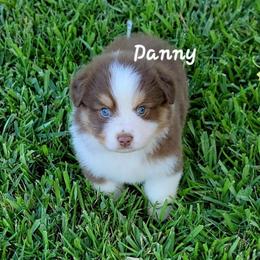 Danny - Red tri male Miniature Australian Shepherd puppy in Waxhaw, North Carolina from Cane Creek Aussies