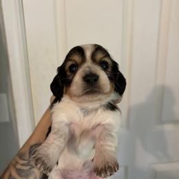 Latte - Piebald female Dachshund puppy in Conroe, Texas from R&M Dachshunds