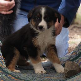 Pancake - Black tri-color male Australian Shepherd puppy in Burbank, South Dakota from Dakota Rose Aussies