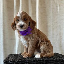 Shell - Purple Collar Female - Red  female Goldendoodle puppy in Bradenton, Florida from Suncoast Goldendoodles