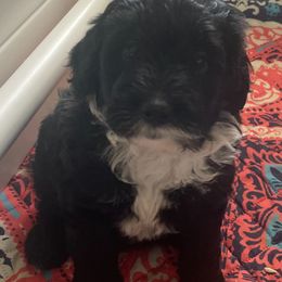 Sheepadoodle Puppies from Riley Grace Puppies