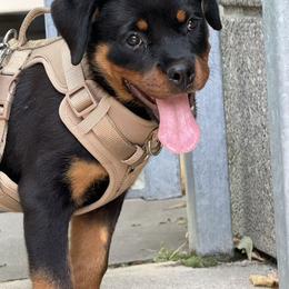 Rottweiler Puppies from Vom Haus Fantasy Rottweiler Kennel