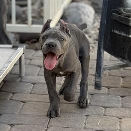 Boy 1 - Gray male Cane Corso puppy in Las Vegas, Nevada from Campo Cane Corso