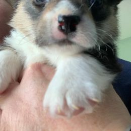 American Corgis from Campbell’s American Corgis