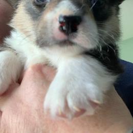 American Corgis from Campbell’s American Corgis