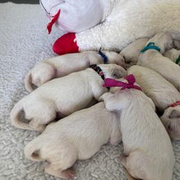 Male - Light golden male Golden Retriever puppy in Myakka City, Florida from MC Goldens