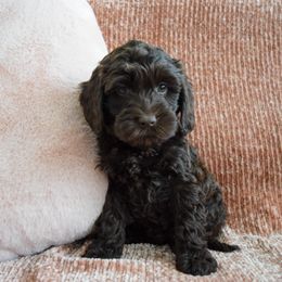 Australian Labradoodle Puppies from Australian Heritage Labradoodles