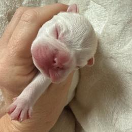 Girl 1 - Cream female French Bulldog puppy in Opelika, Alabama from Fancy Face Frenchies