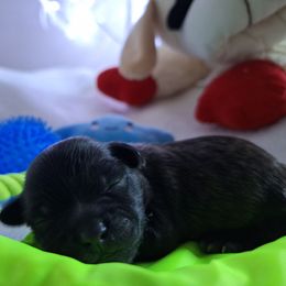 Rocky - Brown male Mal-Shi puppy in Apollo Beach, Florida from Gemstone Exclusive Pups of Florida