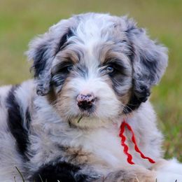 Aussiedoodles and Australian Shepherds from Woodland Aussies & Doodles