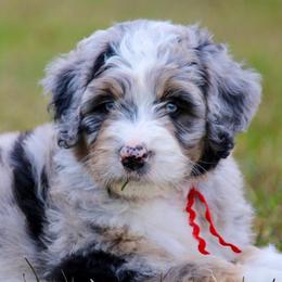 Aussiedoodles and Australian Shepherds from Woodland Aussies & Doodles