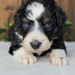Pink collar - Black tri-color female Australian Shepherd puppy in Coulee City, Washington from Mr and Mrs Doodle Farm