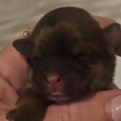 Girl 1 - Mal-Shi puppy in New York from Alana Miller