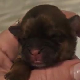 Girl 1 - Mal-Shi puppy in New York from Alana Miller