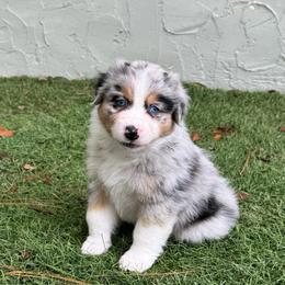 Ahri (long tail) - Blue merle female Australian Shepherd puppy in Jacksonville, Florida from Solace Australian Shepherds
