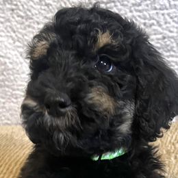 Green Girl - Phantom Goldendoodle puppy in Thomasville, North Carolina from North Carolina Doodles- Thomasville