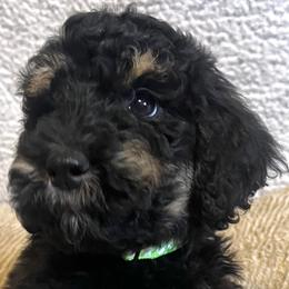 Green Girl - Phantom Goldendoodle puppy in Thomasville, North Carolina from North Carolina Doodles- Thomasville