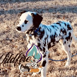 Talon - Dalmatian