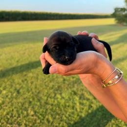 Wonder Woman - Wheaten female Soft Coated Wheaten Terrier puppy in Illinois from Sarabeth's Friendly Pups