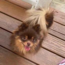 AKC Lucy - Pomeranian