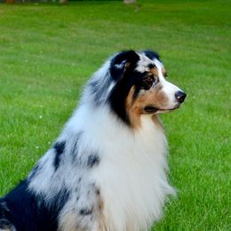Timber - Australian Shepherd
