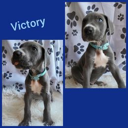 Boy 3 - Great Dane puppy in Gonzales, Louisiana from Anstatt House Of Danes