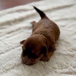 Andy - Red sable male Havanese puppy in Wappapello, Missouri from Titanium Havanese LLC