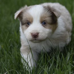 Australian Shepherd Puppies from 10-BAR-Y RANCH