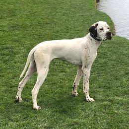 Alfie - Pointer