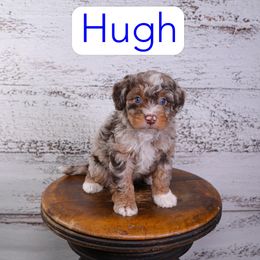 Hugh - Red merle male Assorted Doodle Crosses puppy in Calhoun, Georgia from Happy Top Doodles