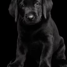 Labrador Retriever Puppies from Lucky Ranch Labradors