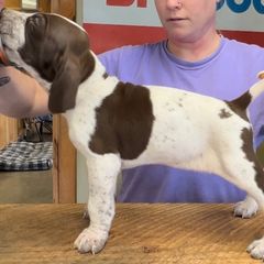 Charlie - White and chestnut Bracco Italiano puppy in Brevard, North Carolina from Archwood Kennels
