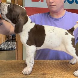 Charlie - White and chestnut Bracco Italiano puppy in Brevard, North Carolina from Archwood Kennels