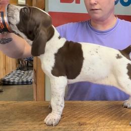 Charlie - White and chestnut Bracco Italiano puppy in Brevard, North Carolina from Archwood Kennels