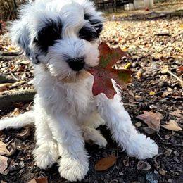 Portuguese Water Dog Puppies from Autumn Branch Farm Portuguese Water Dogs