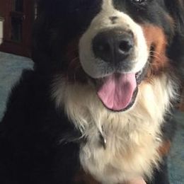 Bernese Mountain Dogs and Pembroke Welsh Corgis from Frosty Bernese