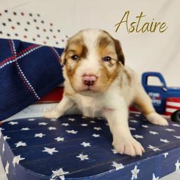 Astaire - The Leading Man - Red merle male Australian Shepherd puppy in Pittsville, Wisconsin from Match Dot Pup