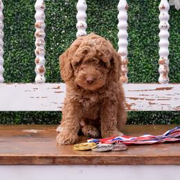 Australian Labradoodle Puppies from New England Labradoodles