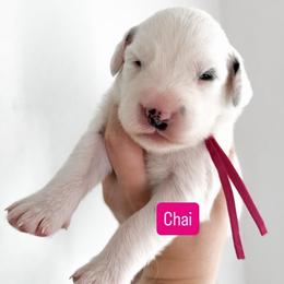 Chai - LUA long coat - Blue eye - White and black female Dalmatian puppy in Davenport, Florida from Sunny Jewels Dalmatians