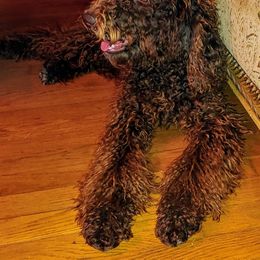 Baylee - Goldendoodle