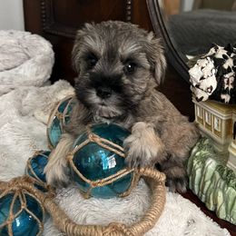 Love-a-Lot Bear - Salt and pepper female Miniature Schnauzer puppy in Elk Grove, California from Meuser's Miniature Schnauzers