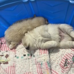 Pomeranian Puppies from Brumback Poms